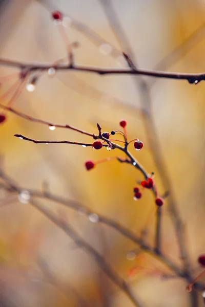 가을 가지 — 스톡 사진