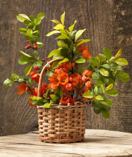 Bouquet blühende Quitte und Blatt grün — Stockfoto