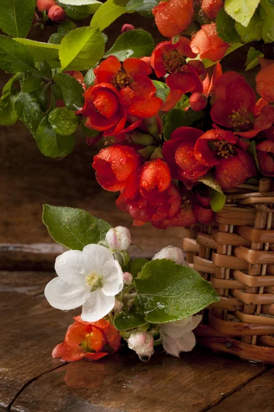 Bouquet flowering quince and leaf green — Stock Photo, Image