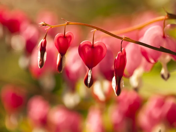 Ditsentry blommor, ett brustet hjärta i solen — Stockfoto
