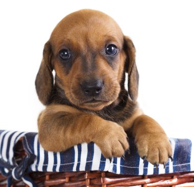 Dachshund puppy clipart