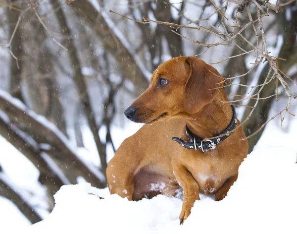 Dachshund in nature in winter — Stock Photo, Image