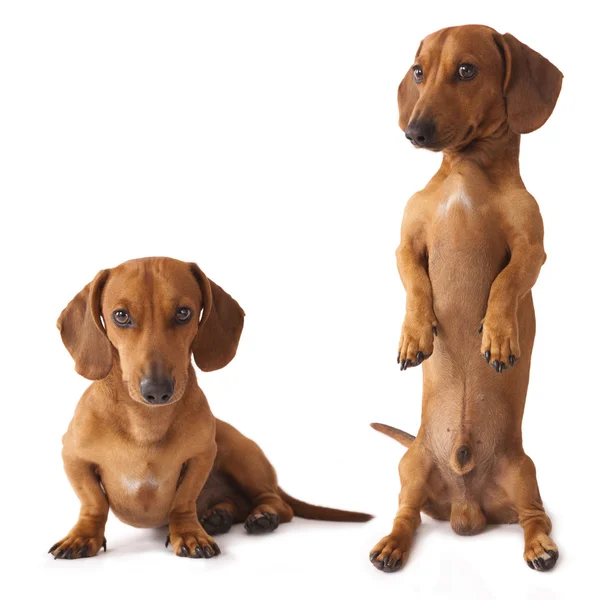 Dachshund câine — Fotografie, imagine de stoc