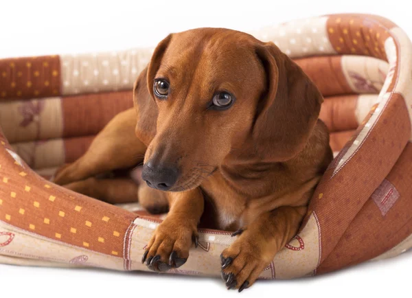 Cão de raça pura dachshund — Fotografia de Stock