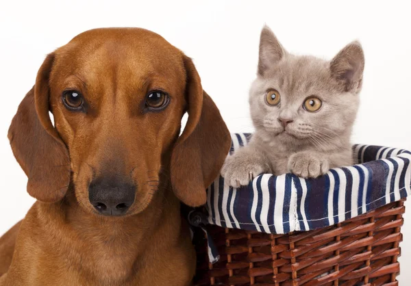 Kätzchen und Hund — Stockfoto