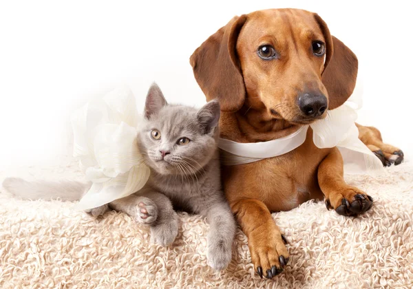 猫と犬 — ストック写真