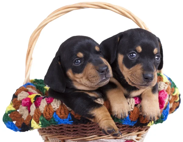 Dachshund puppies — Stock Photo, Image