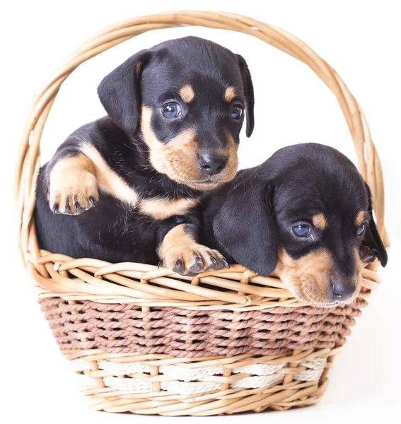 Dachshund puppies — Stock Photo, Image