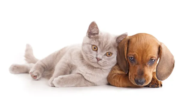 Британский котенок редкого цвета (сирень) и щенок красной таксы — стоковое фото