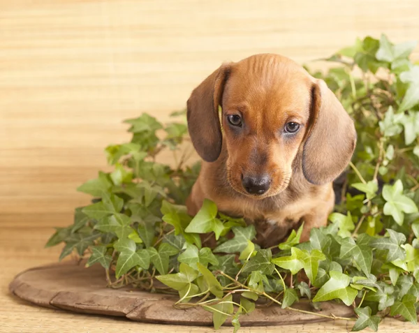 Puppy purebred dachshund — Stock Photo, Image