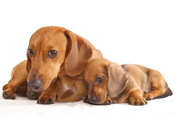 Dachshund câine și cățeluș — Fotografie, imagine de stoc