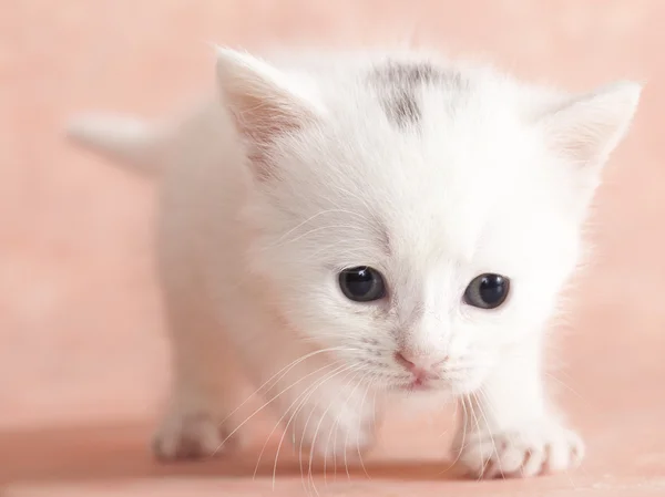 Маленький білий кошеня — стокове фото