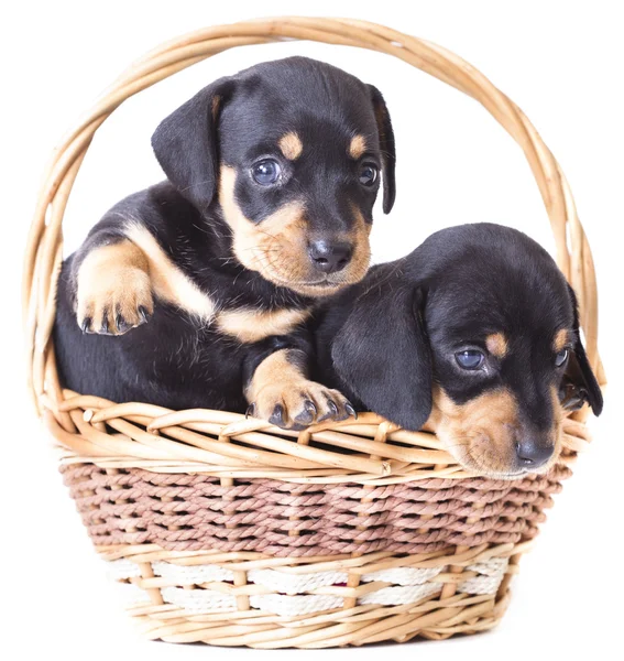 Köpek yavrusu safkan dachshund — Stok fotoğraf