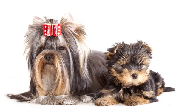 Yorkshire Terrier puppie and adult dogs — Stock Photo, Image