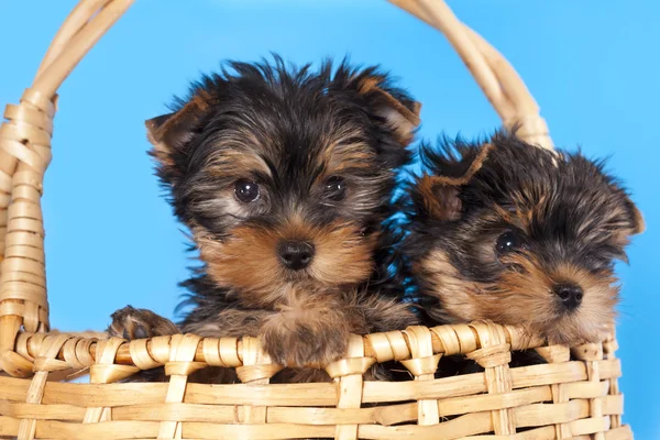 Yorkshire Terrier chiot — Photo