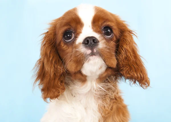 Cavalier King Charles Spaniel puppy — Stock Photo, Image