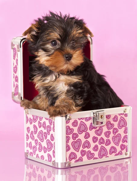Yorkshire Terrier puppie — Stock Photo, Image