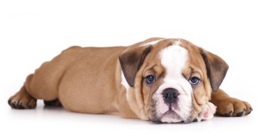 English Bulldog puppy clipart