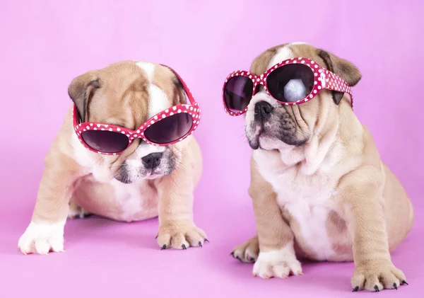 Engelska bulldog valp i solglasögon — Stockfoto