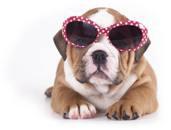 English Bulldog catelus în ochelari de soare — Fotografie, imagine de stoc