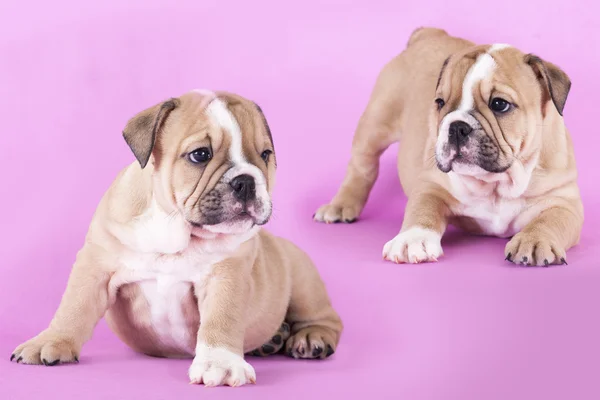 Engels bulldog pup — Stockfoto