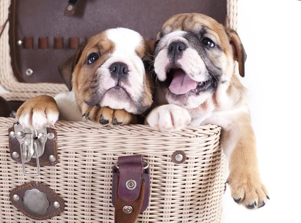 Engels bulldog pup — Stockfoto