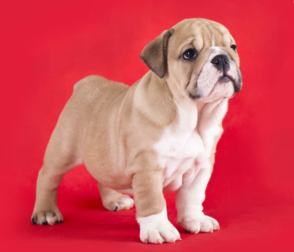 Engels bulldog pup — Stockfoto