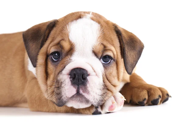 English Bulldog puppy — Stock Photo, Image