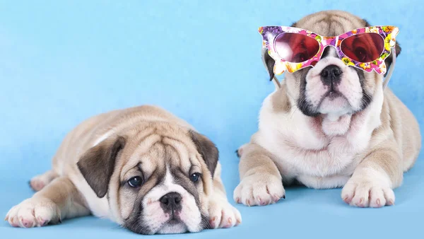 Engelska bulldog valp i solglasögon — Stockfoto