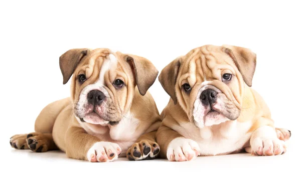 Engels bulldog pups — Stockfoto