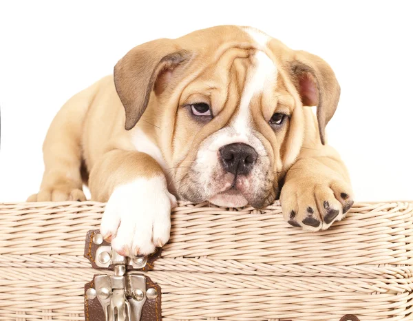 Engels bulldog pup — Stockfoto