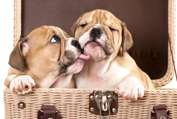 Beije um buldogue inglês cachorros — Fotografia de Stock