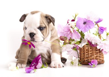 English Bulldog puppy clipart