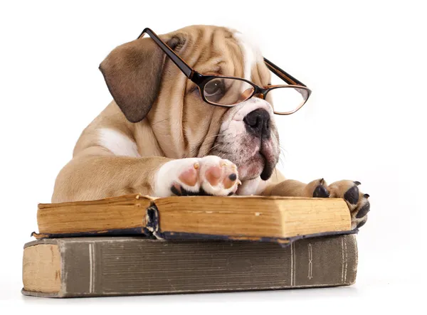 Purebred english Bulldog in glasses and book — Stock Photo, Image