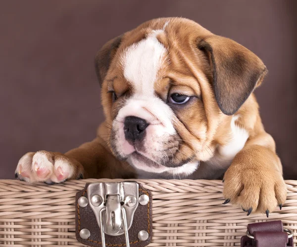 Engels bulldog pup — Stockfoto