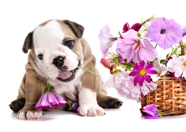 Perrito flores fotos de stock, imágenes de Perrito flores sin royalties |  Depositphotos