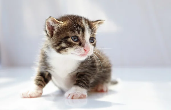 Kitten on white background — Stock Photo, Image