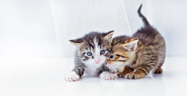 Portrait of two British fold and straight breed kittens — Stock Photo, Image