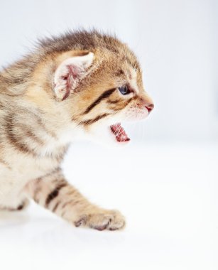 Beyaz zemin üzerinde kedi yavrusu