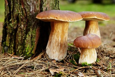 Boletus mushroom in the forest with sun light clipart