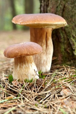 Yosun içinde boletus mantarı.