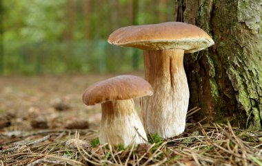 Boletus mushroom in the moss clipart