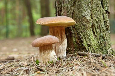 Yosun içinde boletus mantarı.