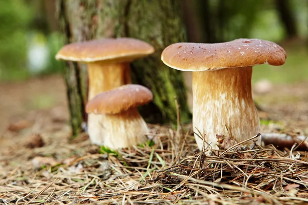 Boletus mushroom in the forest with sun light — Stock Photo, Image