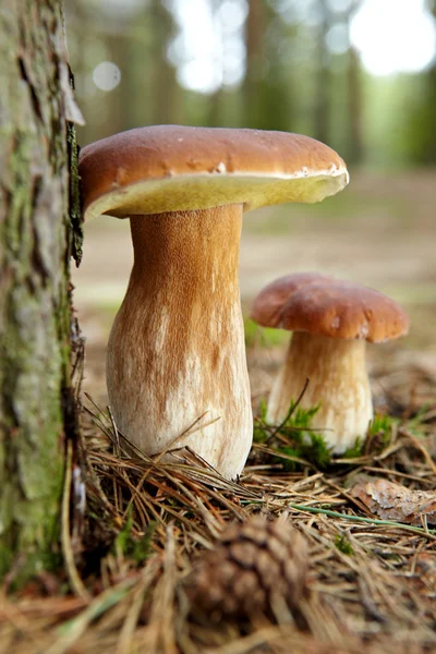 Cogumelo Boletus na floresta com luz solar — Fotografia de Stock