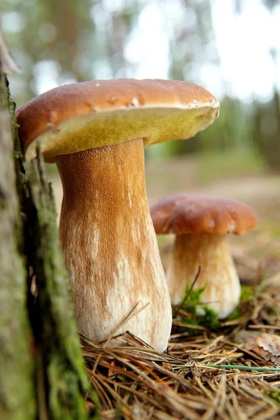 Karljohansvamp svamp i skogen med solljus — Stockfoto