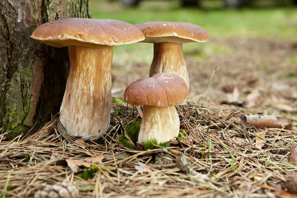 Cogumelo Boletus na floresta com luz solar — Fotografia de Stock
