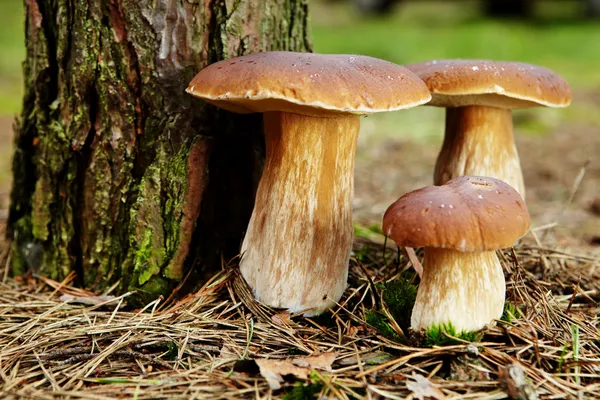 Borowik grzyb w lesie z światło słoneczne — Zdjęcie stockowe
