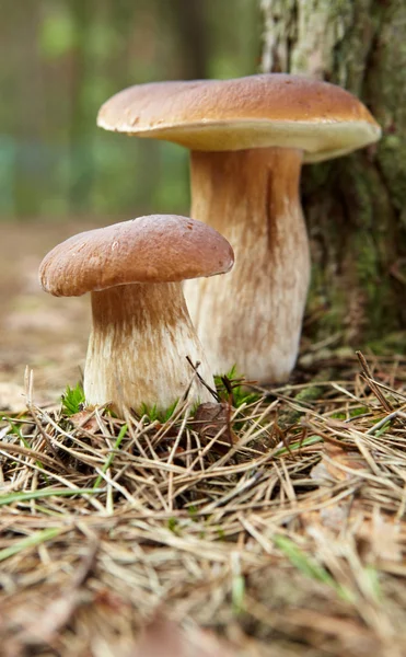 Boletus mushroom in the forest with sun light — Stock Photo, Image