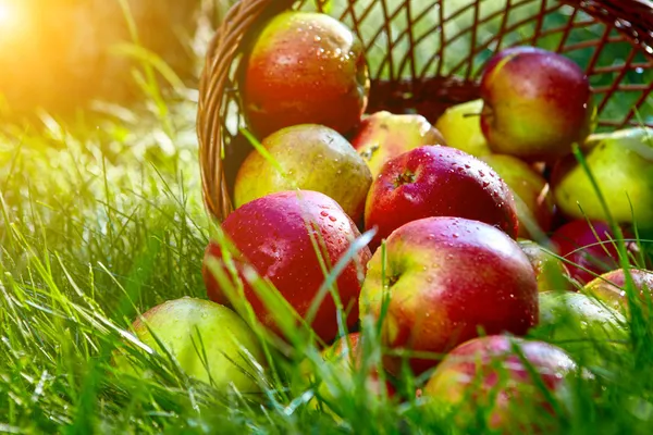Manzanas en la cesta . — Foto de Stock